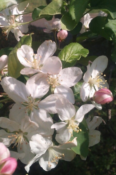 ヒメリンゴ 姫林檎 季節の花と花言葉 Kensan 0427さんのﾌﾞﾛｸﾞ