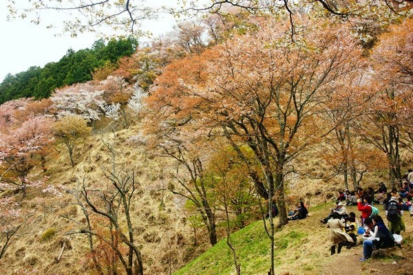 Ｒｉｓａｎ　四季写真　と　合間の農作業-吉野山桜20
