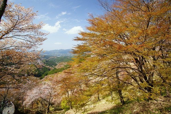 Ｒｉｓａｎ　四季写真　と　合間の農作業-吉野山桜25