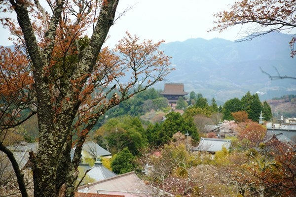 Ｒｉｓａｎ　四季写真　と　合間の農作業-吉野山桜13