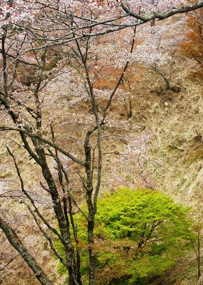 Ｒｉｓａｎ　四季写真　と　合間の農作業-吉野山桜18