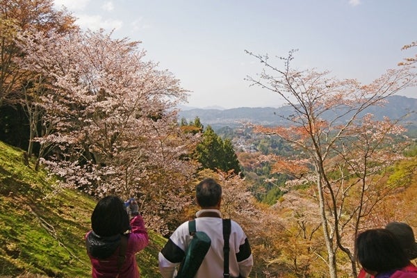 Ｒｉｓａｎ　四季写真　と　合間の農作業-吉野山桜23