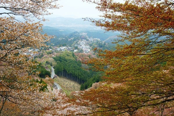 Ｒｉｓａｎ　四季写真　と　合間の農作業-吉野山桜24