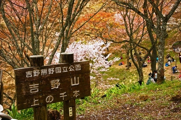Ｒｉｓａｎ　四季写真　と　合間の農作業-吉野山桜19