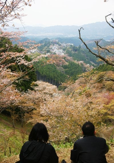 Ｒｉｓａｎ　四季写真　と　合間の農作業-吉野山桜22