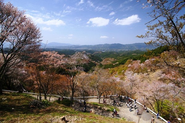 Ｒｉｓａｎ　四季写真　と　合間の農作業-吉野山桜26