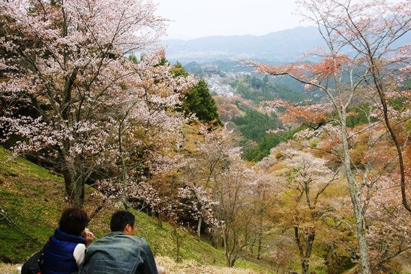 Ｒｉｓａｎ　四季写真　と　合間の農作業-吉野山桜21