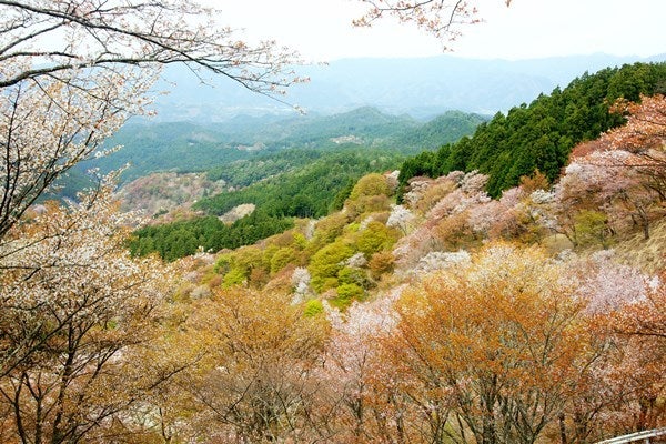 Ｒｉｓａｎ　四季写真　と　合間の農作業-吉野山桜16