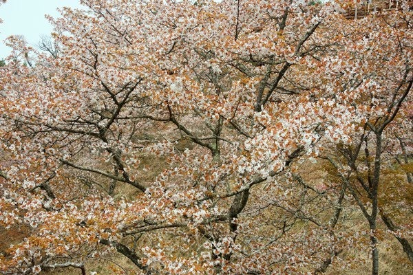 Ｒｉｓａｎ　四季写真　と　合間の農作業-吉野山桜15