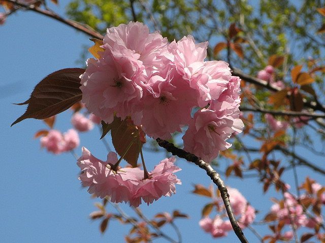 サトザクラ 里桜 しゃけくまのブログ