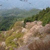 吉野の桜を観に奈良への画像