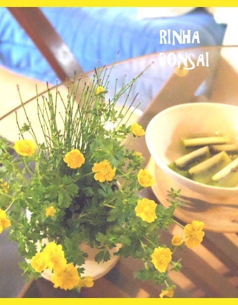 bonsai life      －盆栽のある暮らし－　東京の盆栽教室　琳葉(りんは)盆栽　RINHA BONSAI-琳葉盆栽モダンアカネキンバイソウ　ヒメトクサ