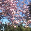 まだ桜が咲いていました。の画像