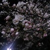 夜桜見物の画像