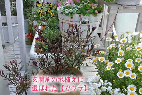 鉢植えのガウラを花壇に 心地よいガーデニングとワンコたち