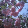 桜いっぱいの画像