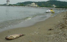 琵琶湖の魚が減った原因・鯉ヘルペス等の病気