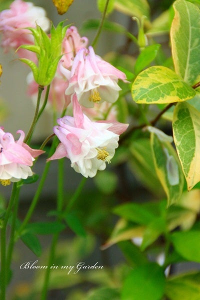 オダマキの花言葉が怖い件について Bloom In My Garden ココロにおいしい庭づくり ガーデニングブログ