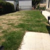 庭のＤＩＹ 芝生とブルーベリーの状況の画像