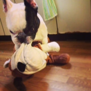フレンチＢＵＺＺｄｏｇ★-__.JPG