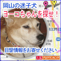 岡山の迷子犬・ヨーコちゃんを探せ！