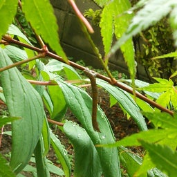 家庭教師のえーるのブログ-虫　枝みたい２