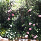 バラが満開を迎えました♥お庭が最高～の記事より