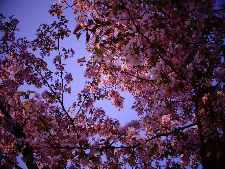 ＳＡＫＵＲＡ散歩　2013_①の記事より