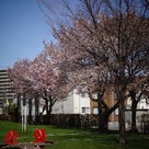 ＳＡＫＵＲＡ散歩　2013_①の記事より