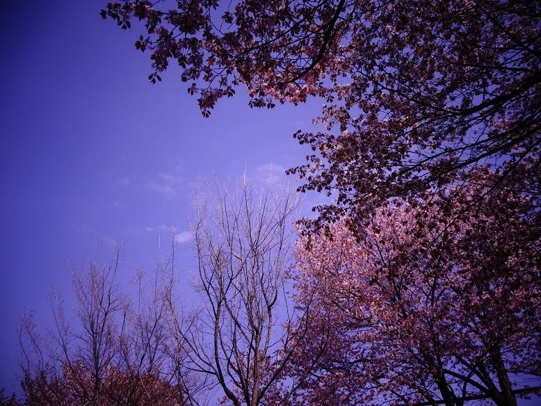 ＳＡＫＵＲＡ散歩　2013_①の記事より