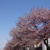ＳＡＫＵＲＡ散歩　2013_①の画像