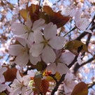 ＳＡＫＵＲＡ散歩　2013_①の記事より