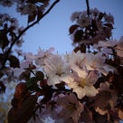 ＳＡＫＵＲＡ散歩　2013_①の記事より