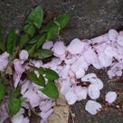 SAKURA散歩2013_②の記事より