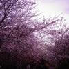 SAKURA散歩2013_②の画像