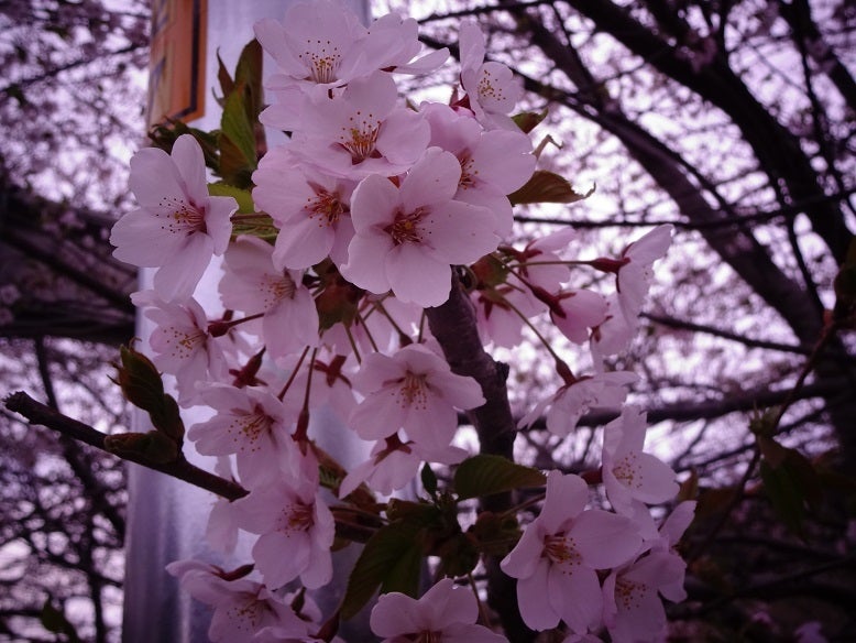 SAKURA散歩2013_②の記事より