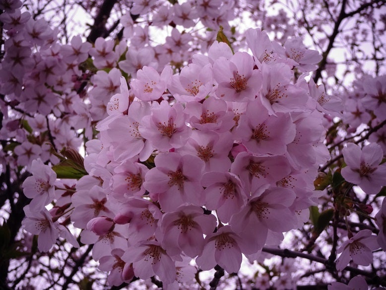 SAKURA散歩2013_②の記事より