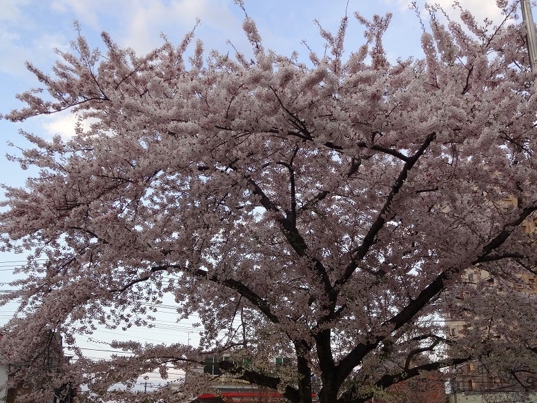 SAKURA散歩2013_③小樽の記事より