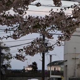 画像 SAKURA散歩2013_③小樽 の記事より 6つ目