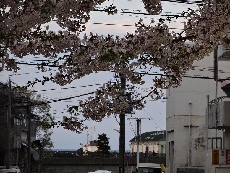 SAKURA散歩2013_③小樽の記事より