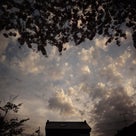 SAKURA散歩2013_③小樽の記事より