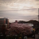 SAKURA散歩2013_③小樽の記事より