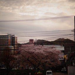 画像 SAKURA散歩2013_③小樽 の記事より 1つ目
