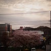 SAKURA散歩2013_③小樽の画像