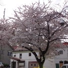 SAKURA散歩2013_③小樽の記事より