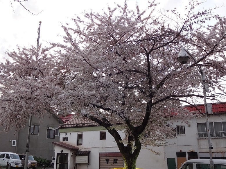 SAKURA散歩2013_③小樽の記事より
