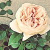薔薇♡の画像