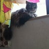 やっぱり窓際、好きよね♪の画像