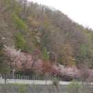 SAKURA散歩_④endの記事より