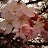 SAKURA散歩_④endの画像